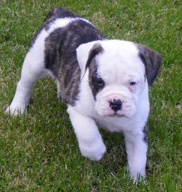all american bulldog